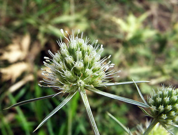 kotúč poľný Eryngium campestre L.