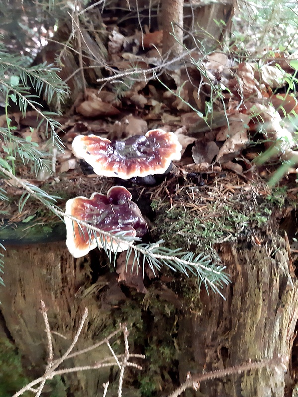 lesklokôrovka Ganoderma sp.