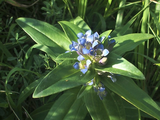 horec krížatý Gentiana cruciata L.