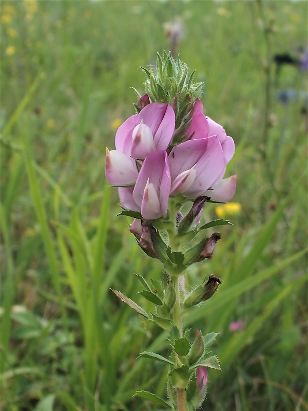 ihlica roľná Ononis arvensis L.