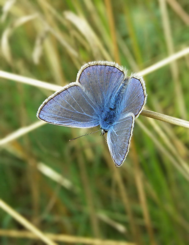 modráčik obyčajný Polyommatus icarus