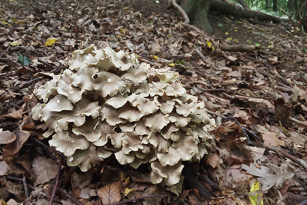 trúdnik klobúčkatý Polyporus umbellatus (Pers.) Fr.