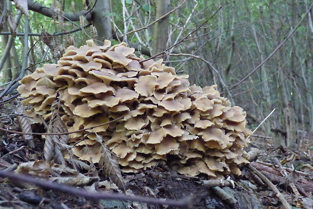 trúdnik klobúčkatý Polyporus umbellatus (Pers.) Fr.