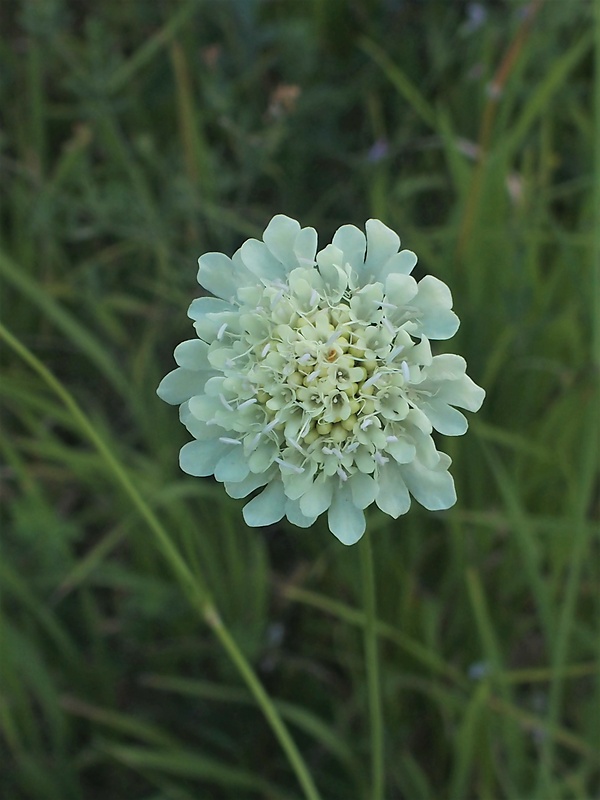 hlaváč žltkastý Scabiosa ochroleuca L.