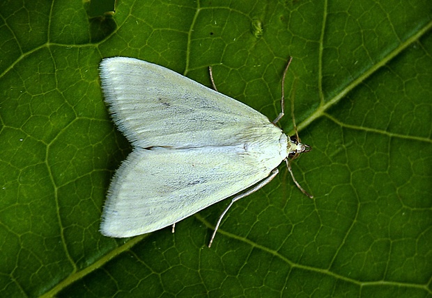 vijačka zelenkavá Sitochroa palealis