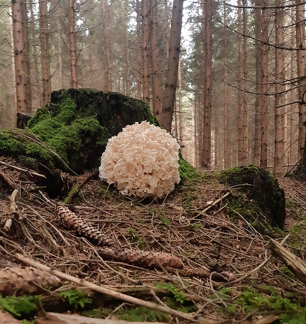 kučierka jedľová Sparassis brevipes Krombh.