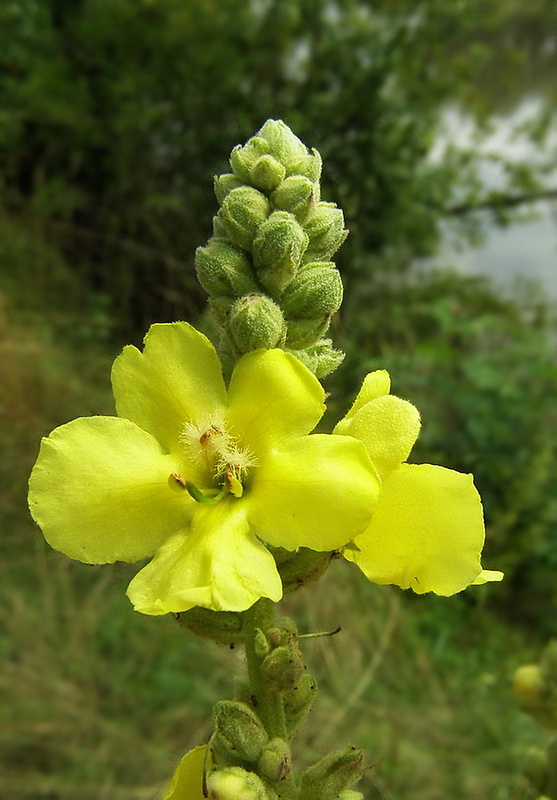 divozel veľkokvetý Verbascum densiflorum Bertol.