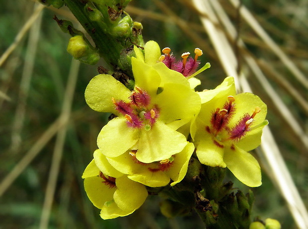 divozel čierny Verbascum nigrum L.