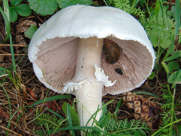 pečiarka Agaricus sp.