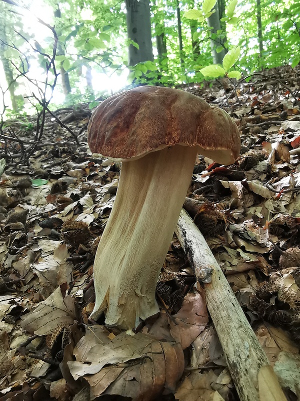 hríb dubový Boletus reticulatus Schaeff.