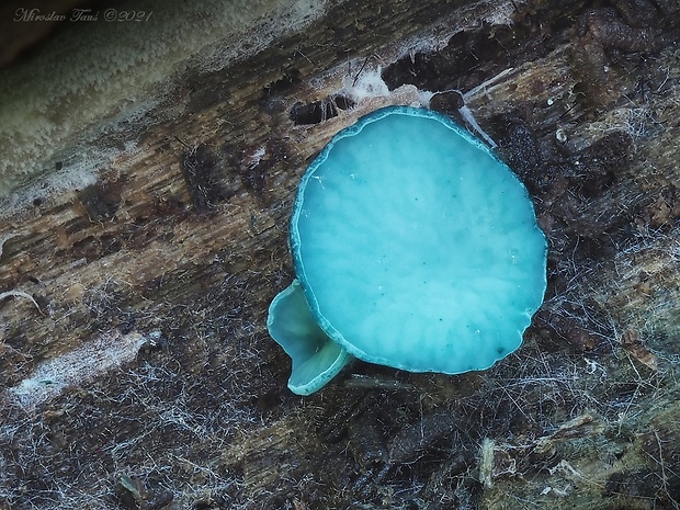 zelenica Chlorociboria sp.