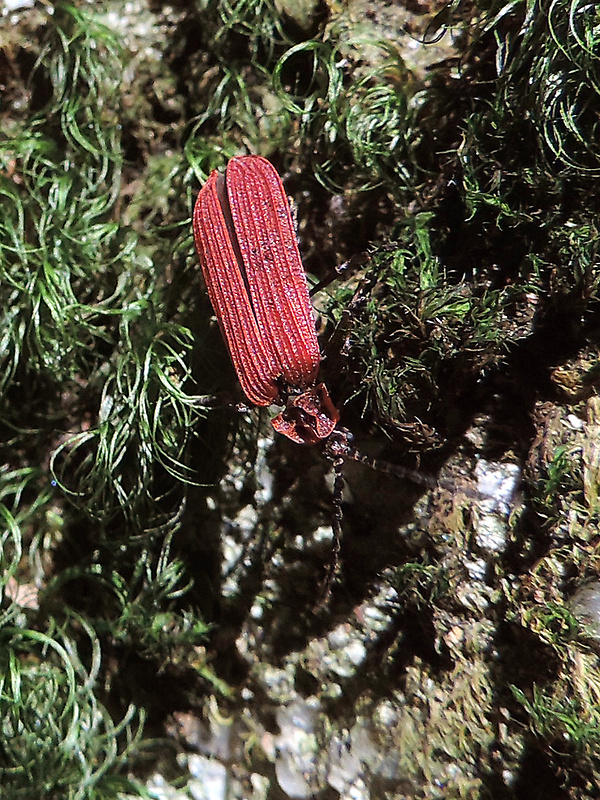 - / dlouhoústec červený Dictyoptera aurora Herbst, 1784