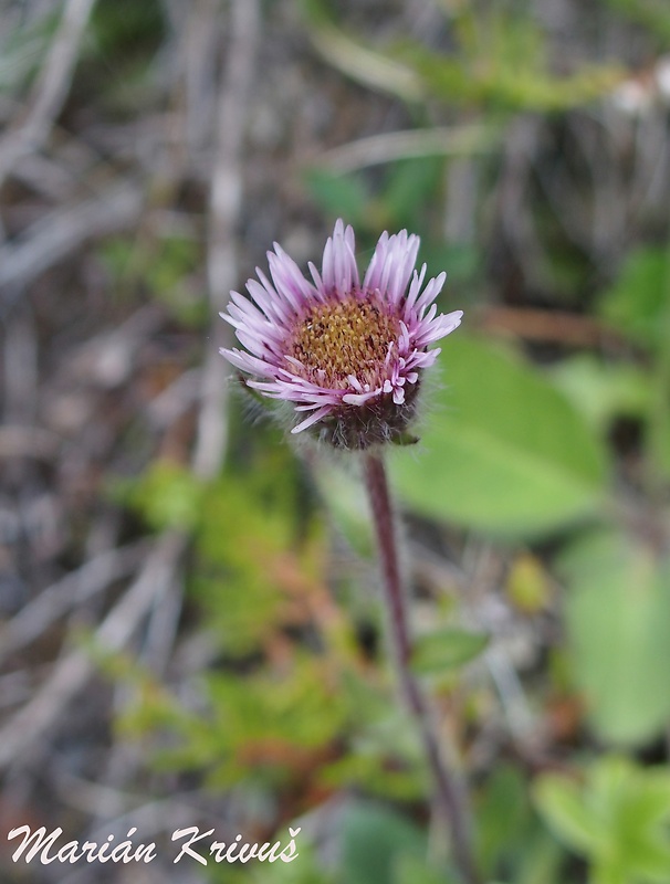 turica severná Erigeron borealis (Vierh.) Simmons