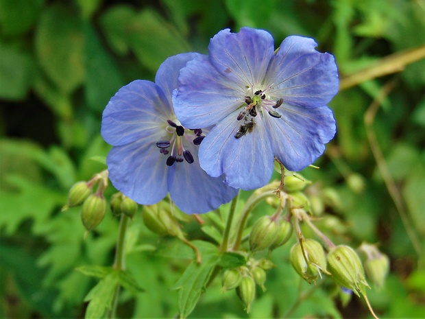 pakost lúčny Geranium pratense L.