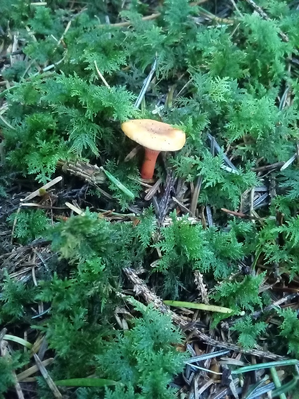 líška oranžová Hygrophoropsis aurantiaca (Wulfen) Maire