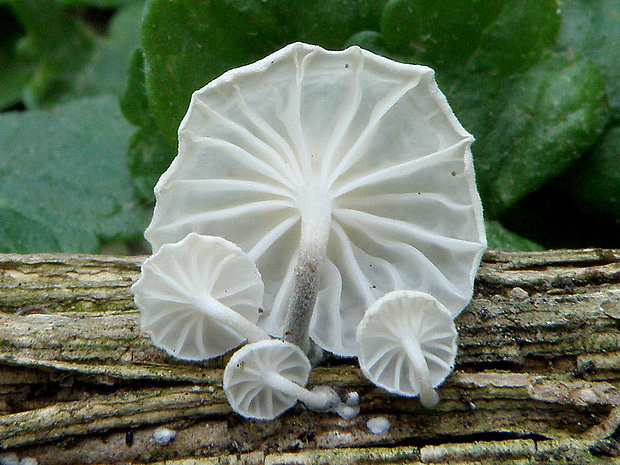 tancuľka biela Marasmiellus candidus (Bolton) Singer