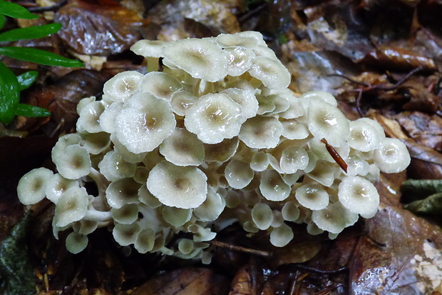 trúdnik klobúčkatý Polyporus umbellatus (Pers.) Fr.