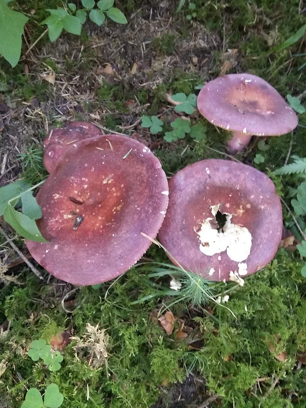 plávka zavalitá Russula torulosa Bres.