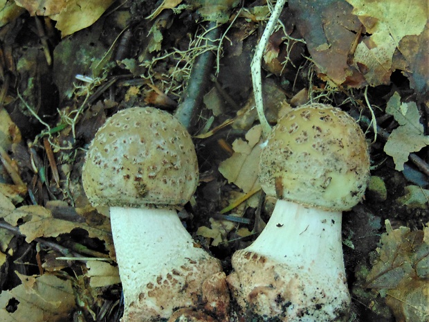 muchotrávka červenkastá Amanita rubescens Pers.