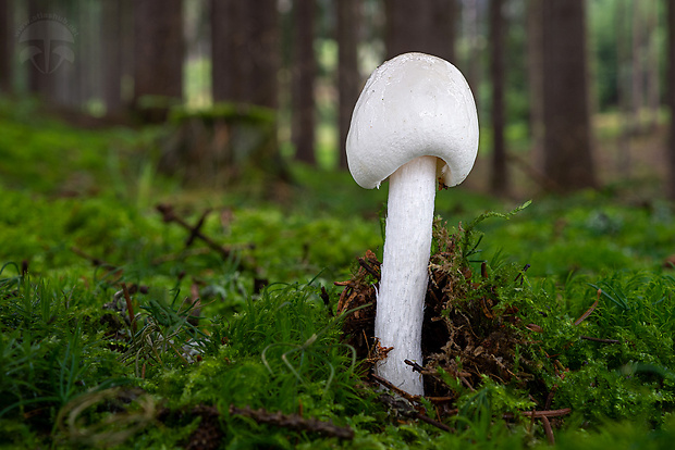 muchotrávka končistá Amanita virosa Bertill.