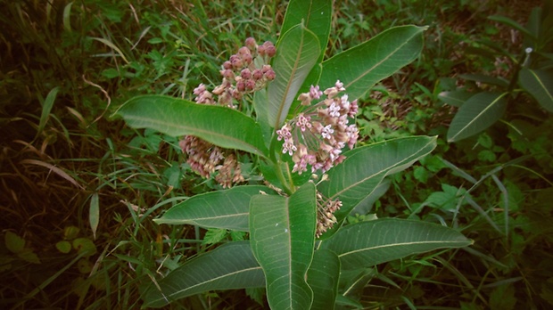 glejovka americká Asclepias syriaca L. L.