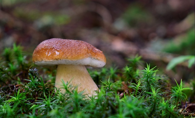 hríb smrekový Boletus edulis Bull.