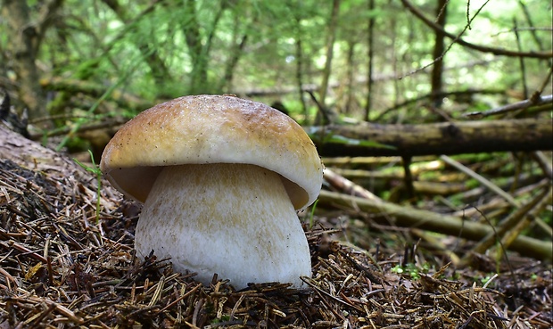 hríb smrekový Boletus edulis Bull.