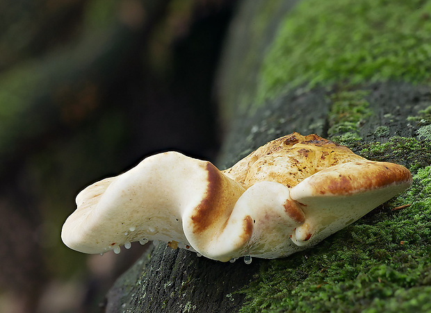 brezovník dubový Buglossoporus quercinus (Schrad.) Kotl. & Pouzar