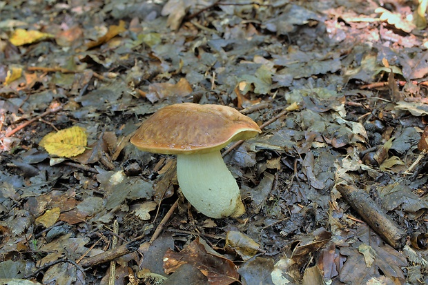 hríb jamkatý Hemileccinum depilatum (Redeuilh) Šutara