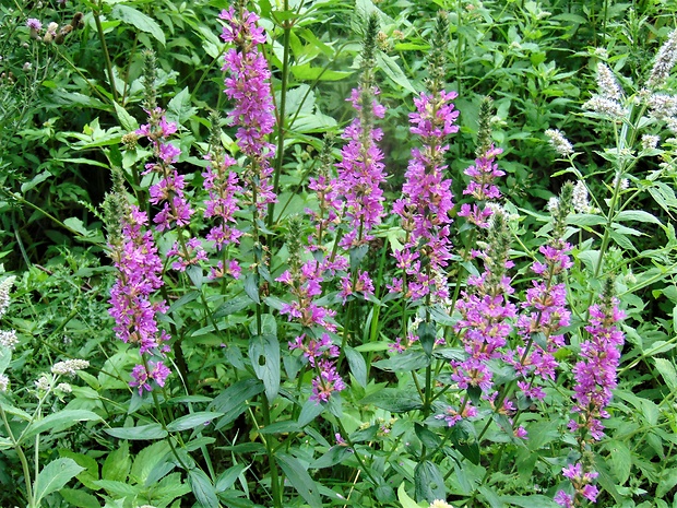 vrbica vŕbolistá Lythrum salicaria L.