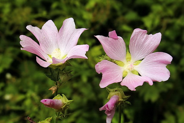 slez pižmový Malva moschata L.