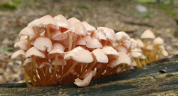 prilbička žltohlúbiková Mycena renati Quél.