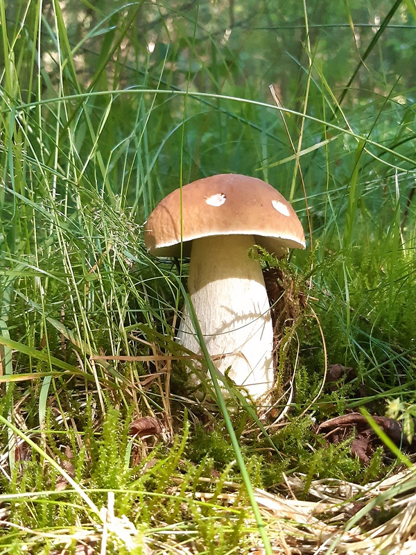 hríb smrekový Boletus edulis Bull.