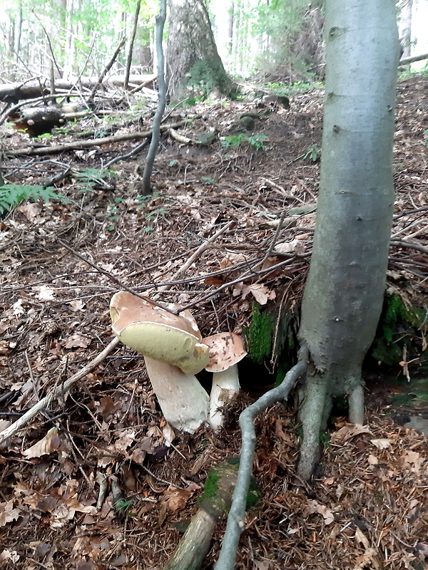 hríb smrekový Boletus edulis Bull.