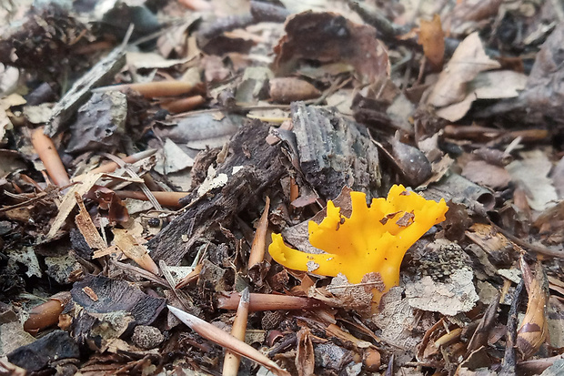 parôžkovec lepkavý Calocera viscosa (Pers.) Fr.