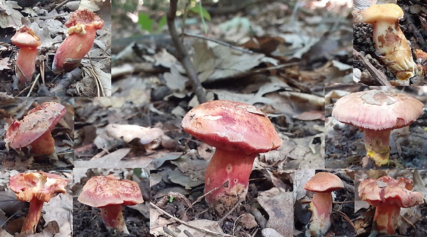 rubínovec obyčajný Chalciporus rubinus (W.G. Sm.) Singer