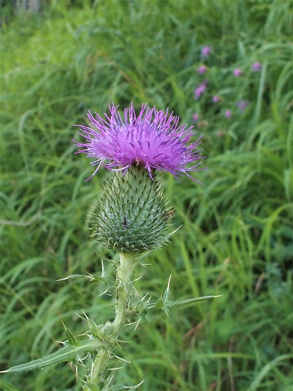 pichliač obyčajný Cirsium vulgare (Savi) Ten.