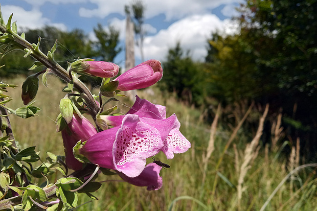 náprstník červený Digitalis purpurea L.