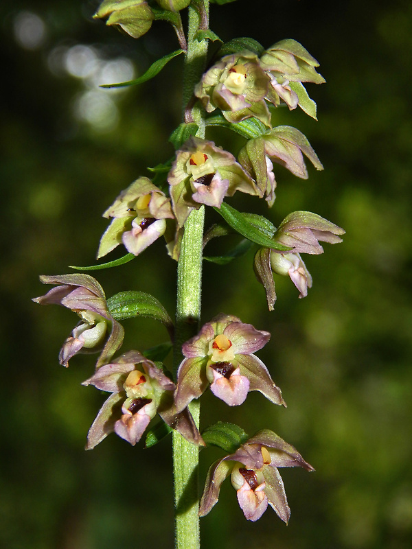 kruštík širokolistý pravý Epipactis helleborine subsp. helleborine (L.) Crantz