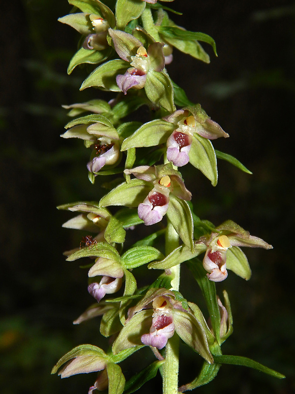 kruštík leuteho Epipactis leutei