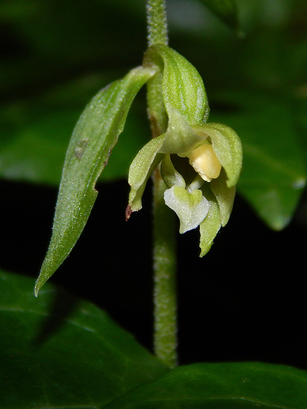 kruštík tallošov Epipactis tallosii Molnár et Robatsch