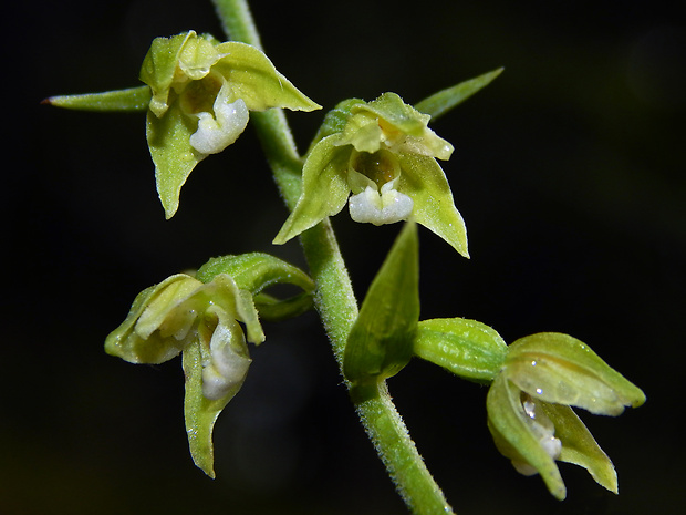 kruštík tallošov Epipactis tallosii Molnár et Robatsch