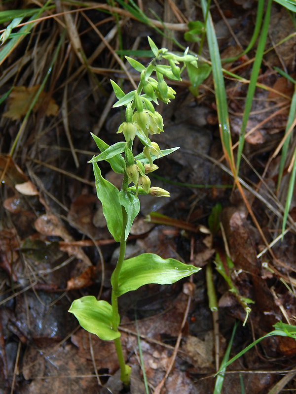 kruštík tallošov Epipactis tallosii Molnár et Robatsch