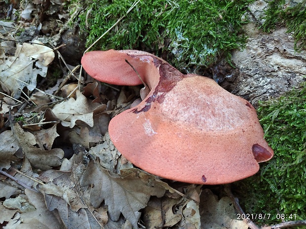 pečeňovec dubový Fistulina hepatica (Schaeff.) With.