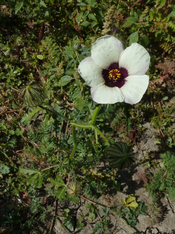 ibištek trojdielny Hibiscus trionum L.