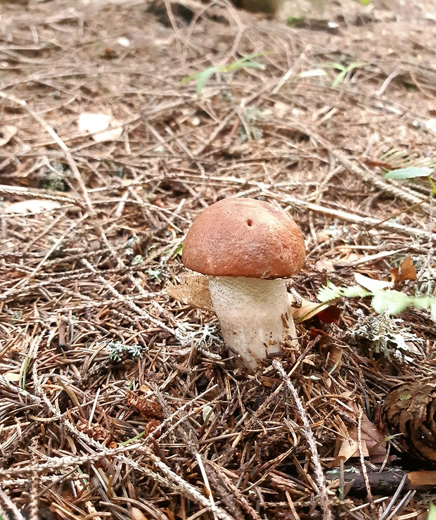 kozák smrekový Leccinum piceinum Pilát & Dermek