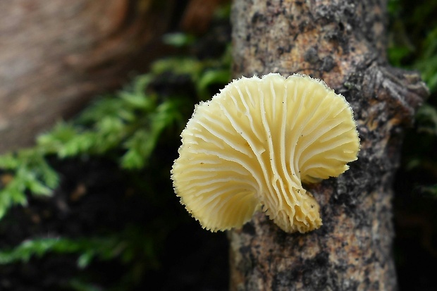 húževnatec voňavý Lentinus suavissimus Fr.