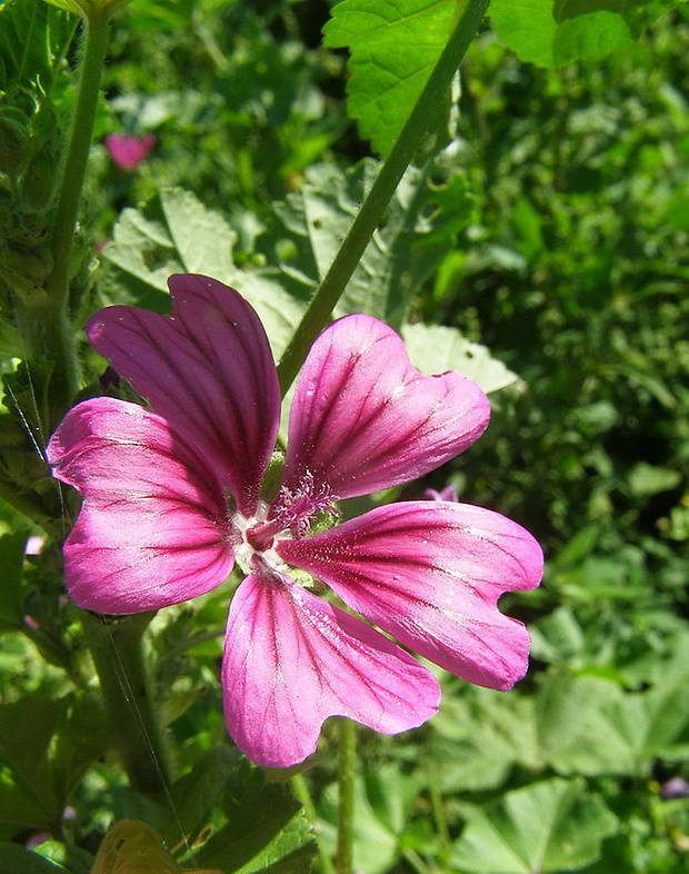 slez lesný Malva sylvestris L.