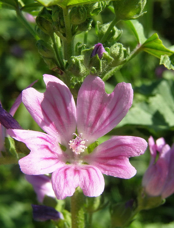 slez lesný Malva sylvestris L.