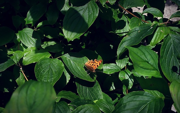 babôčka zubatokrídla (sk) / babočka bílé C (cz) Polygonia c-album (Linnaeus, 1758)